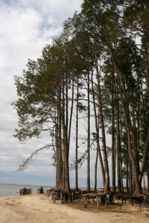 Untersplter Kiefernwald